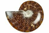 Polished Cretaceous Ammonite (Cleoniceras) Fossil - Madagascar #312182-1